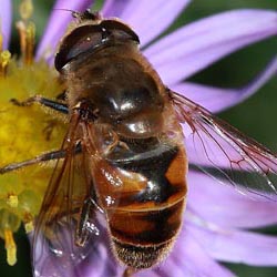 Eristalis tenax